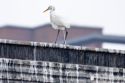  「染白」二十只白鹤“赖”着上百天不走，粪便把青瓦染白，当地人大开眼界