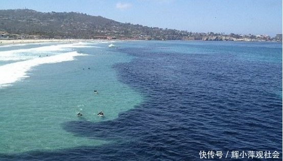 游客海边游泳被大批鱼类包围,知道真相大吃一惊!