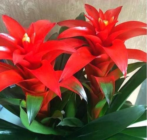  【光亮】养花就养4种花，植株小巧，姿态秀雅，叶子浓绿光亮