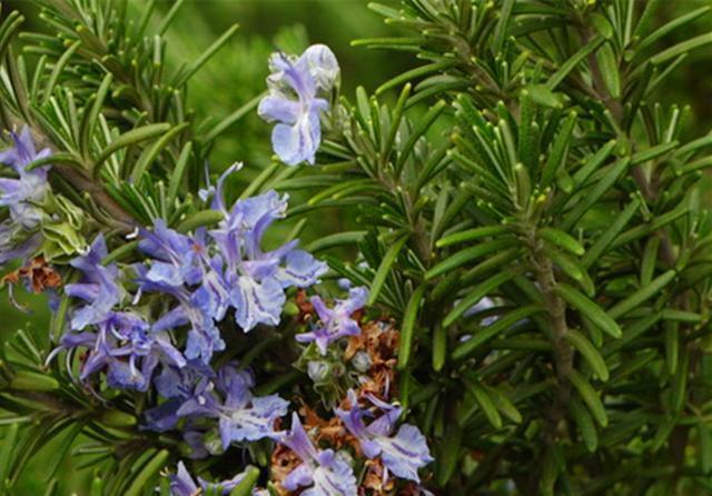 芳香:芳香驱蚊的迷迭香,春天养护注意4个问题,才会旺盛生长香气迷人