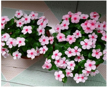  『看吧』全年都在开花，花期长而又美观，大家来看看吧