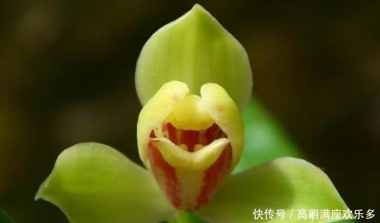  「市长红」这几款兰花，不管是外型还是花香，都是毫无破绽的好兰花