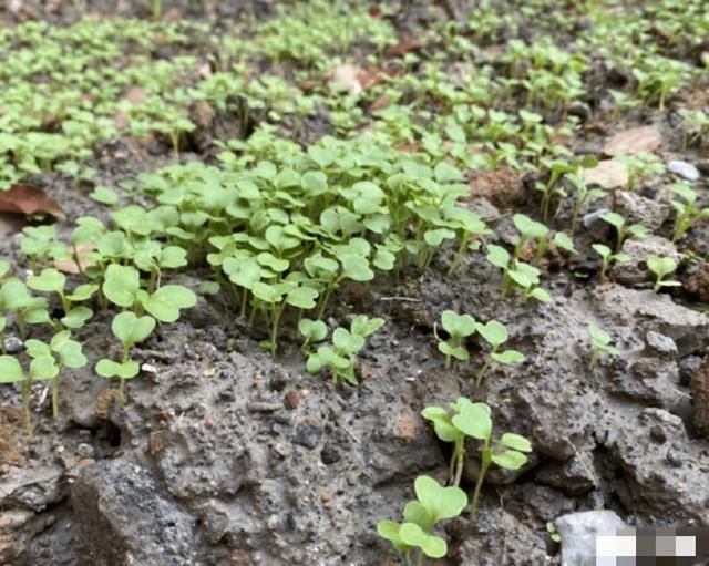  收菜：杨颖素颜和小海绵收菜，郭晶晶带着儿子下田，体验劳动真的很重要