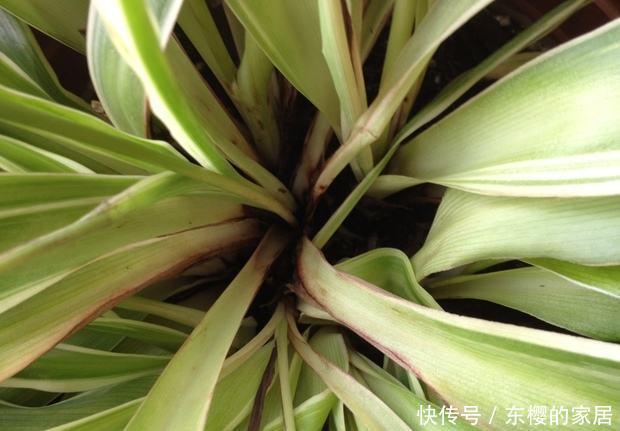  『烂叶烂心』养花不能乱喷水，这几种花乱喷水就死翘翘，切记不能烂叶烂心