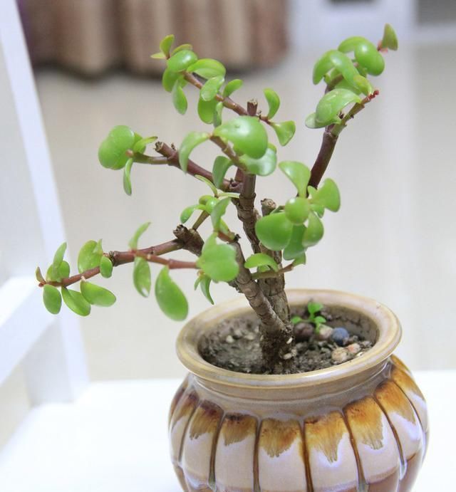  [金枝玉叶]金枝玉叶盆景养护，做好2点，造型玲珑可爱精巧别致