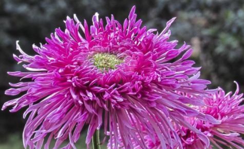  『暗淡』此款花卉，花艳易爆盆，开花幽香暗淡，花型圆滚惹人爱，值得拥有