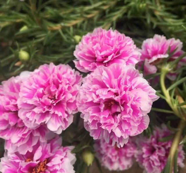  「要养」爱花人春季要养的绿植盆栽，播种几粒种子，一年四季赏花不停