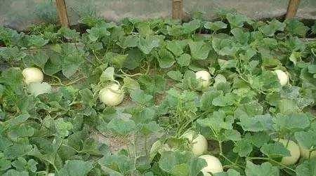 甜瓜成熟后为什么不甜?8种因素影响瓜果品质