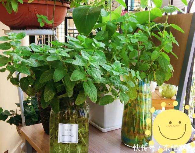 #试试#养不好的花,试试无土水培,几天长出大白根,还能开花呢!