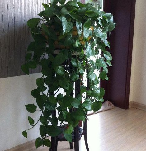 便宜:这3种“植物”再便宜也别买,“剪”下一根枝,就能“栽一盆”!