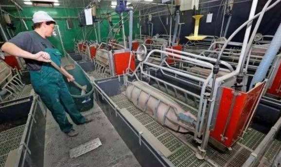 美国人很少吃猪肉，那为什么美国却是养猪第一大国呢？