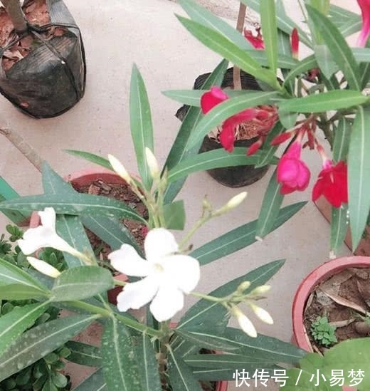 「虎刺梅」这5种花,不要钱也不能养,全都有毒,养了后悔都来不及