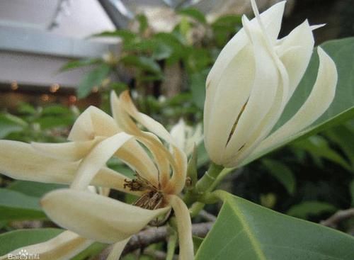  『养护』1种植物被称为“黄桷兰”，开出花朵后，散发浓郁的香味，可以养