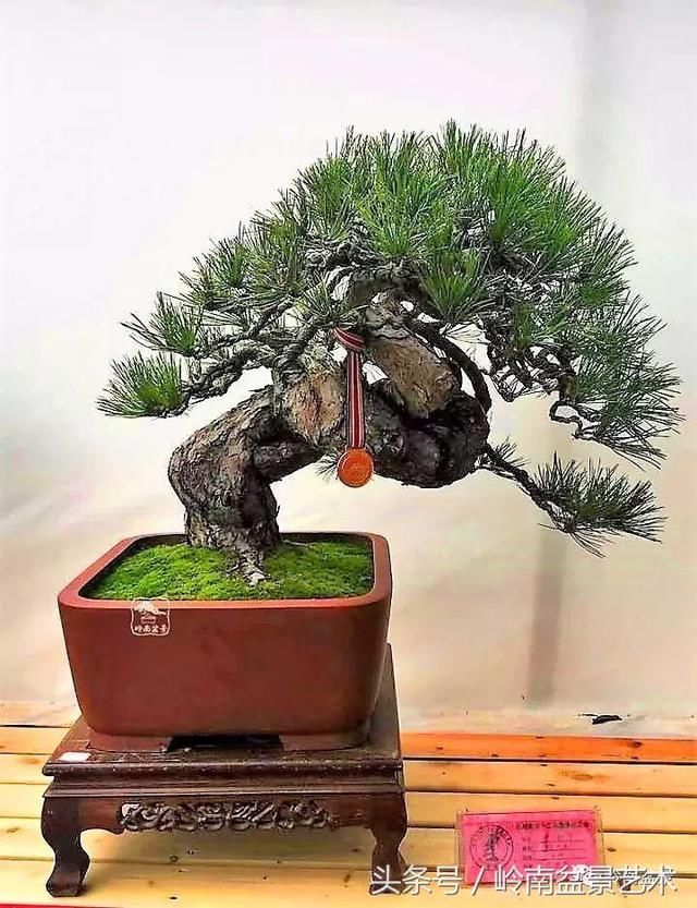 松树盆景，怎样才能算上品？