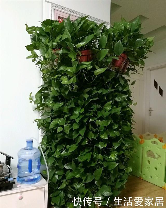  【长到爆盆】这“8种花”阳台院子都能种，丢土里就长，30天长爆盆，太好养了