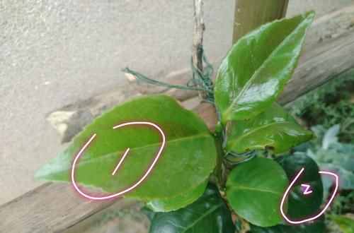  『叶脉』茶花盆栽的叶脉发黄就是缺素吗？不是的，4种原因容易被忽略