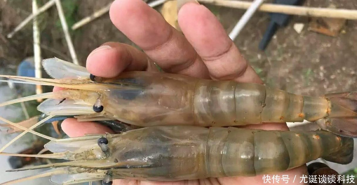  「喂养」农村大叔听信致富经，养淡水虾王，一斤40元，却亏了20