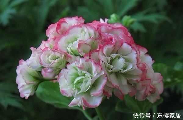  家中养上■这“4种花”绽放极美，晒晒太阳，能开100朵，春天至少要养1盆！
