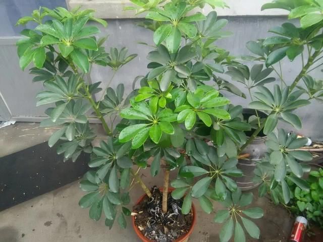 「发根」鸭脚木换盆弄断根了怎么办?两种处理方法,发根快,新枝绿油油