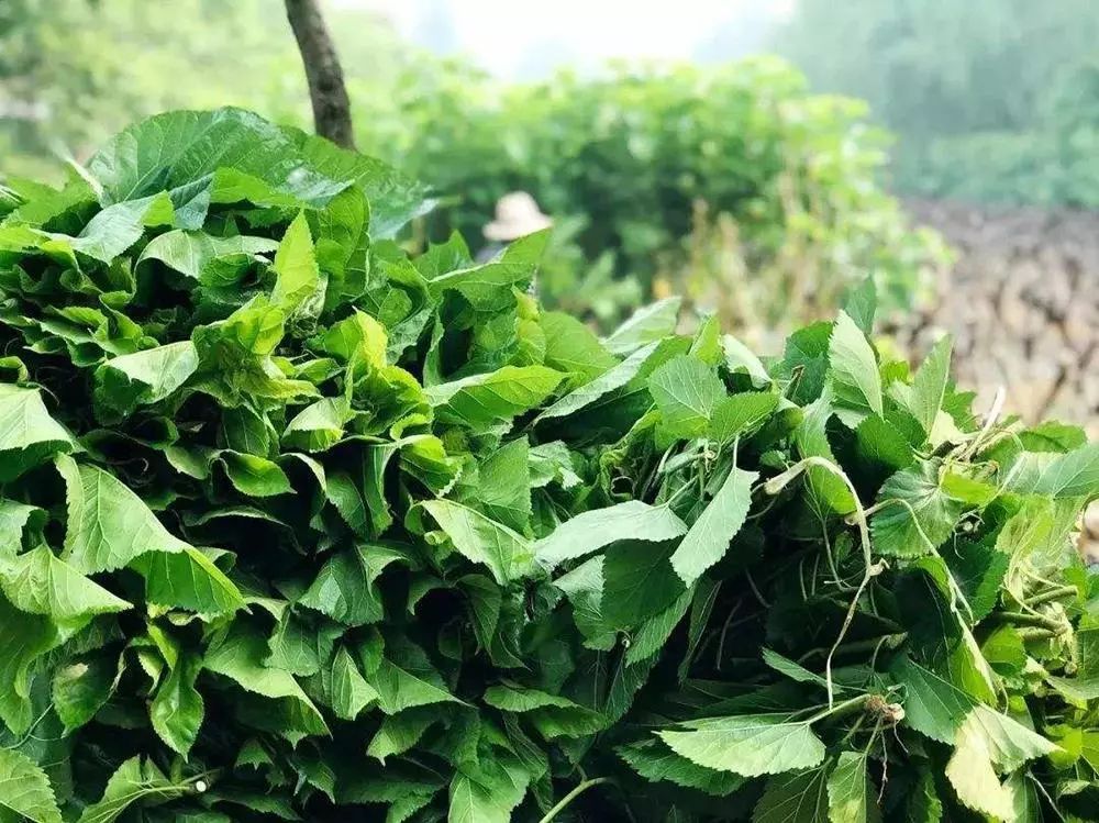 过去常用来喂蚕，如今却成稀罕蔬菜，价格比猪肉还贵，少有人吃过