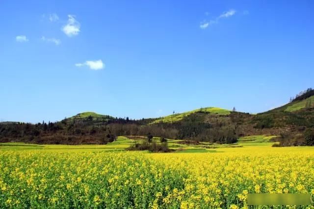 「樱花」中国这些花开成海的地方,美极了