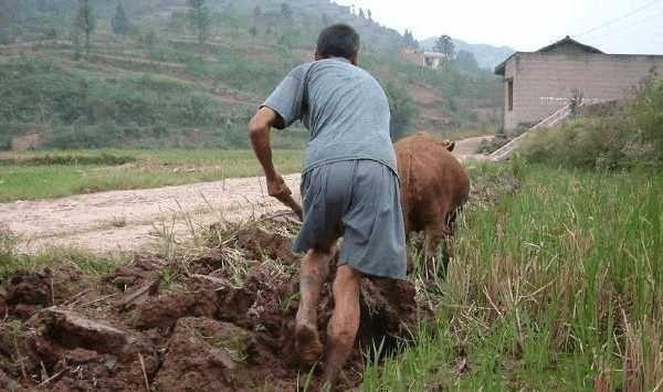  农民|农村出现“退租潮”，一亩500也难出租，种粮大户为啥不爱