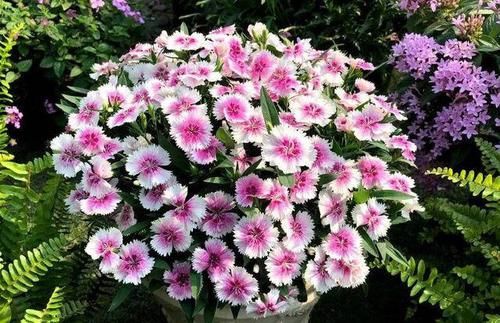  「植物适当」养花小常识，这6点要注意，教你正确养花，保持株形美观