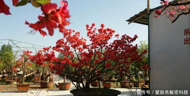  #花芽分化期#映山红盆景养护8要点，领悟透了，盆景造型美，开花爆盆不见叶