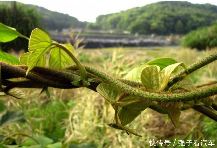 一种“藤子”长达20米农民见了就头晕,现在却40元一筐