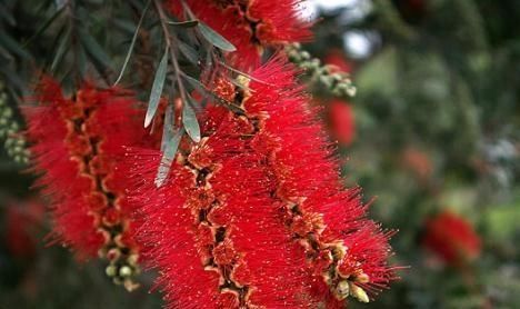  [花卉植物]家养“串钱柳”，花开一串串，花色“红如火”，盆盆吊满花