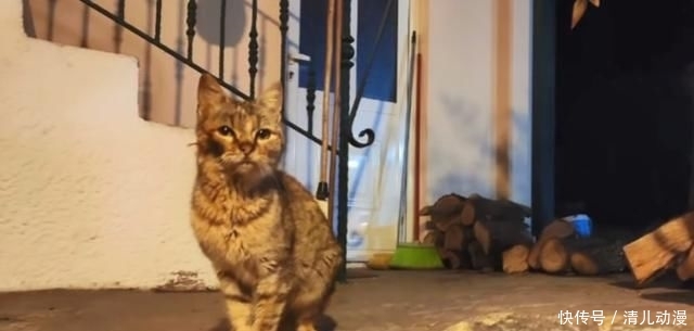  奶奶：瘦弱老猫流浪多年，因一碗剩饭而“隐居”村庄，每天凌晨叫醒奶奶