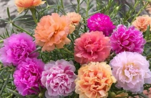 摩纳哥公主@这些花卉美过玫瑰,一年四季花开不停,花大色艳花期长