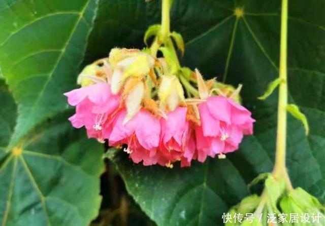 『非洲』来自非洲的芙蓉,开花成球,香气四溢,是小蜜蜂喜爱的食物