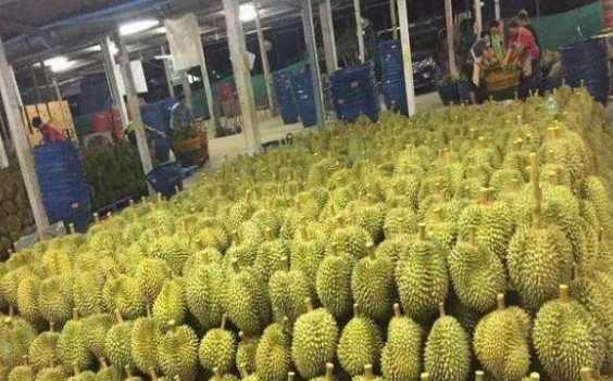 中国仗义解决巴铁滞销难题，霸气承包万吨水果，却不小心得罪此国
