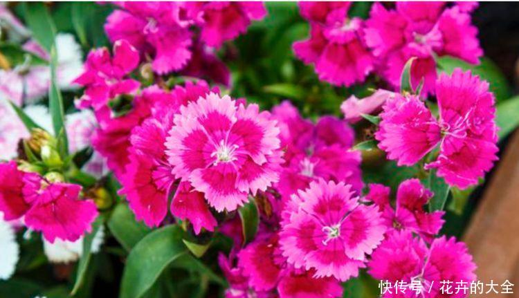 『五彩石竹』春天养此款花卉,花期200多天,花开香飘溢满屋,阳台变温馨花园
