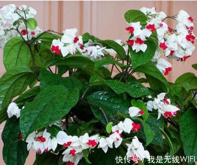 养护|4种花爱开花,一开就是300多天,花朵漂亮,美爆阳台!