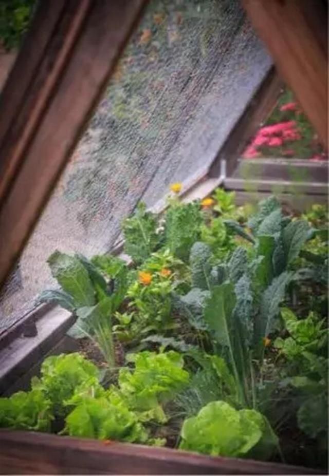 自由:现在有个菜园才是人生赢家,450㎡可食用花园,实现你的吃货自由