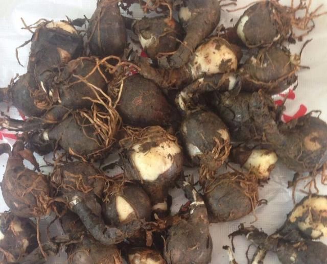 『兰和风雨兰』路边一种“韭菜”花,种盆里太养眼,一淋雨就开花