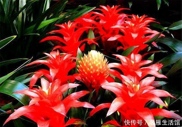 年宵|寓意最好的3种新型年宵花,花朵漂亮,简单好养,过年绽放春意浓