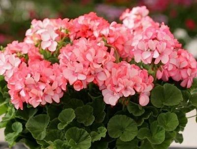  『花芽』养好天竺葵，一个小诀窍，花芽“2倍”钻，花朵开成“大彩球”