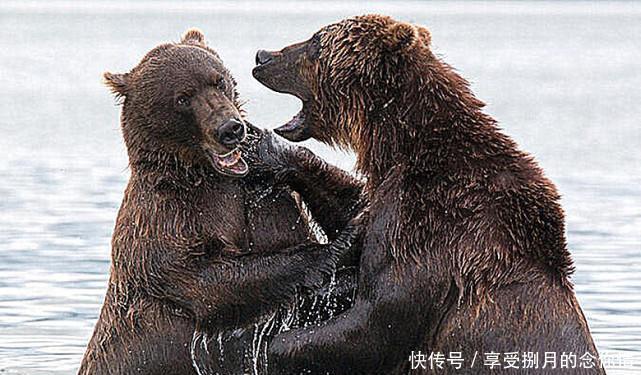 出息的狼,看到俄罗斯人就装哈士奇,场面极度搞