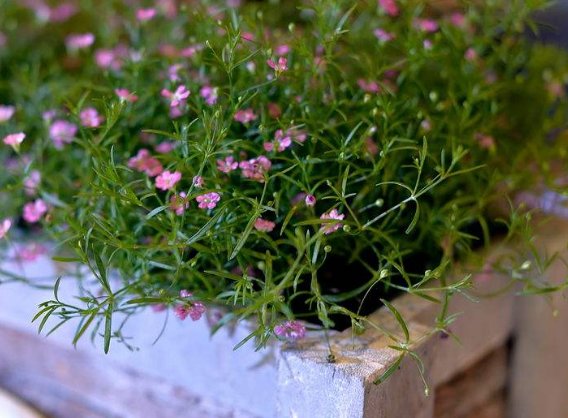  『养不活』养花养不活，总是挂掉，不如养这些花卉，放在阳台姹紫嫣红，超美