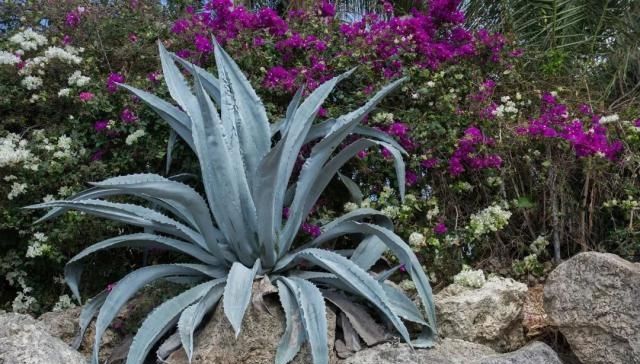  『植物』植物语言｜世纪植物龙舌兰
