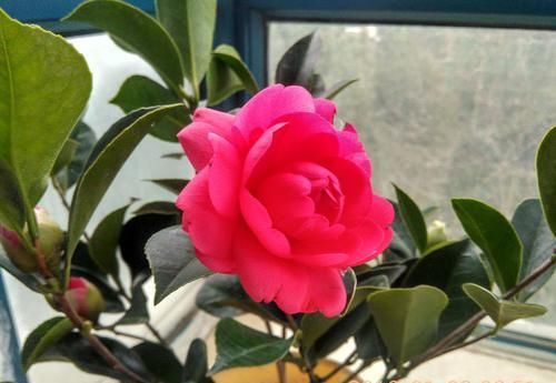  [夏梦小璇]喜欢玫瑰，不如养盆“珍品菊花”粉托桂，似精灵小公主，活泼可爱