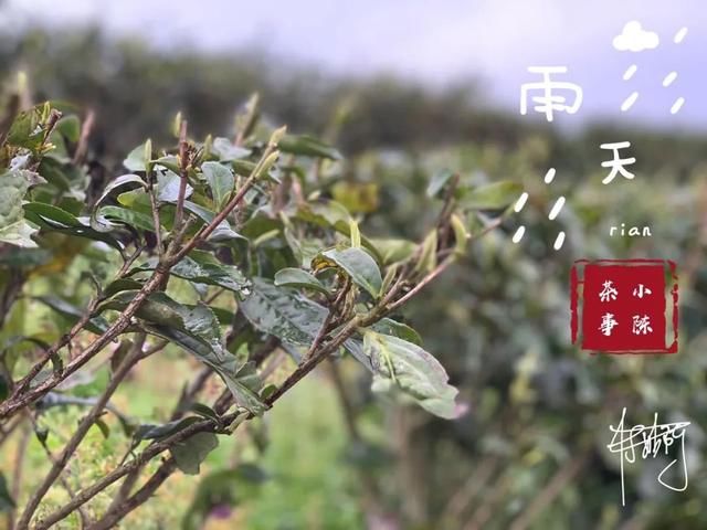  【S师傅】2020春茶笔记第八篇，从2016到2020年，看茶山茶农们的笑脸变化