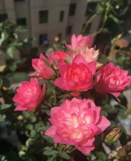  养盆■阳台养盆这个“花”，多晒太阳，浇浇水，一年到头都开花，值得养