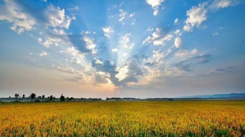  「成了」10万亩沼泽地变成米粮川，黄河岸边这片“不毛之地”成