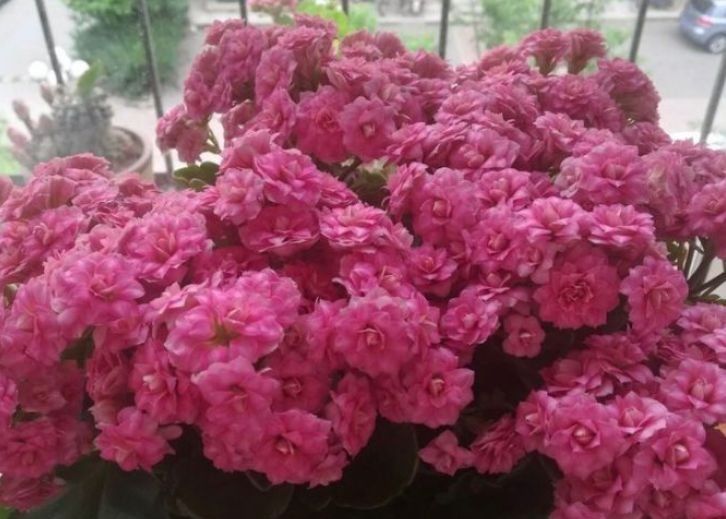  不间断的开@养花就养这几款,花姿妖娆,四季繁花似锦,姿色艳丽