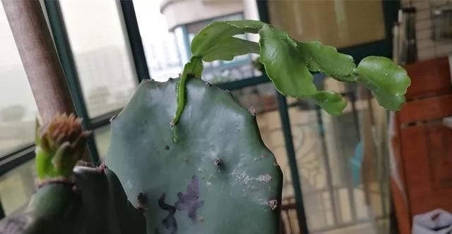  【方法】花友们，养花1盆变100盆，7种繁殖方法，经典又实用