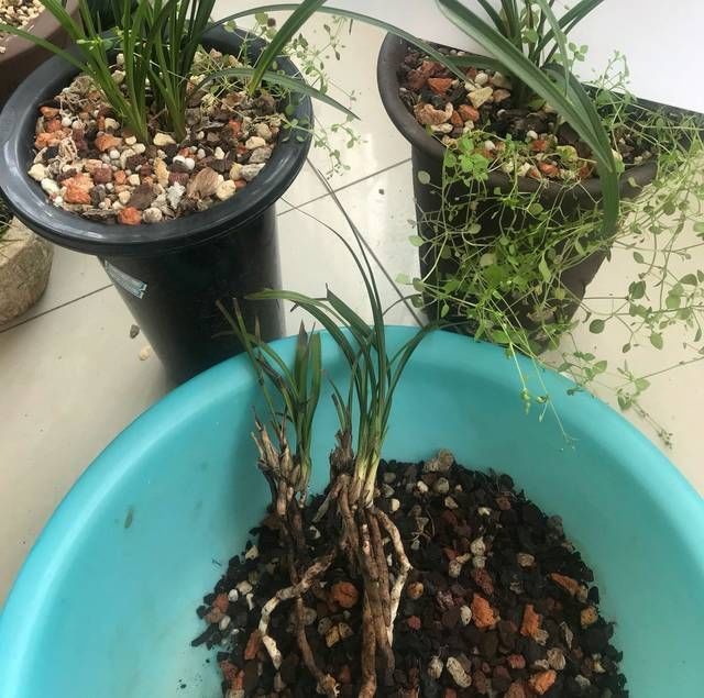 「不烂根」兰花分株上盆技巧和多久浇水安全服盆不烂根的技巧